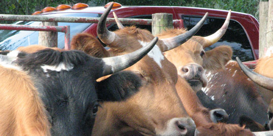 Corriente Cattle Legal Immigrants Ready to Work
