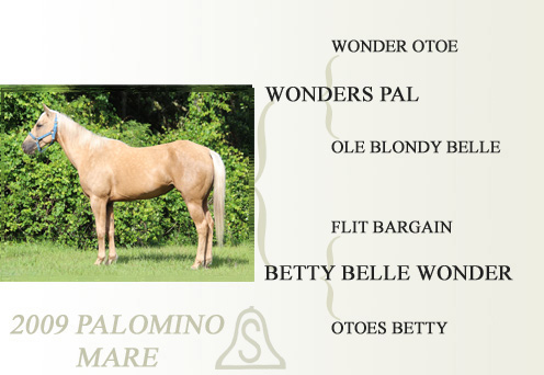 2009 Palomino Mare