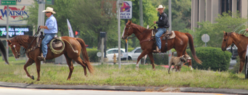 CattleDrive2015