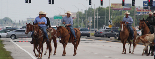 CattleDrive2015