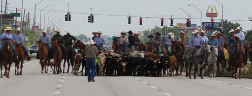 CattleDrive2015