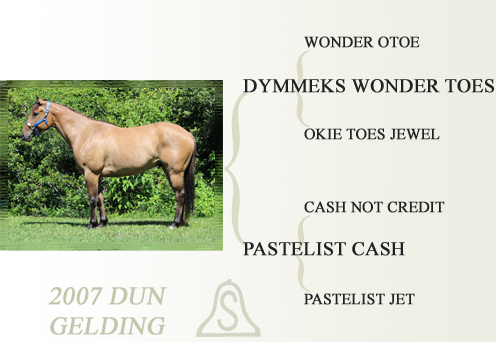 2007 Dun Gelding
