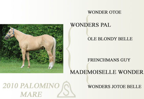 2010 Palomino Mare