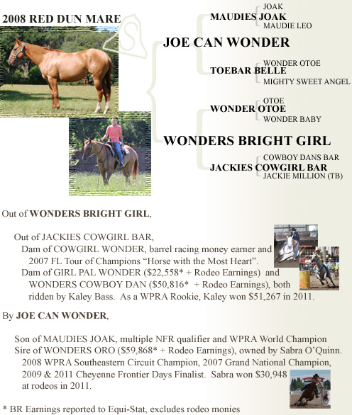 2008 Red Dun Mare