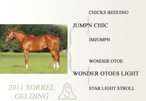 2011 Sorrel Gelding