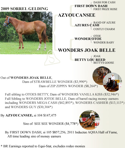 2009 Sorrel Gelding