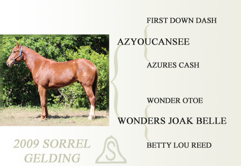 2009 Sorrel Gelding